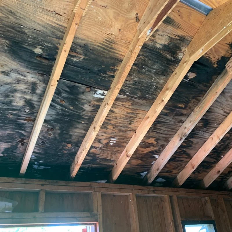 common-myths-about-mold-and-the-truth-behind-them