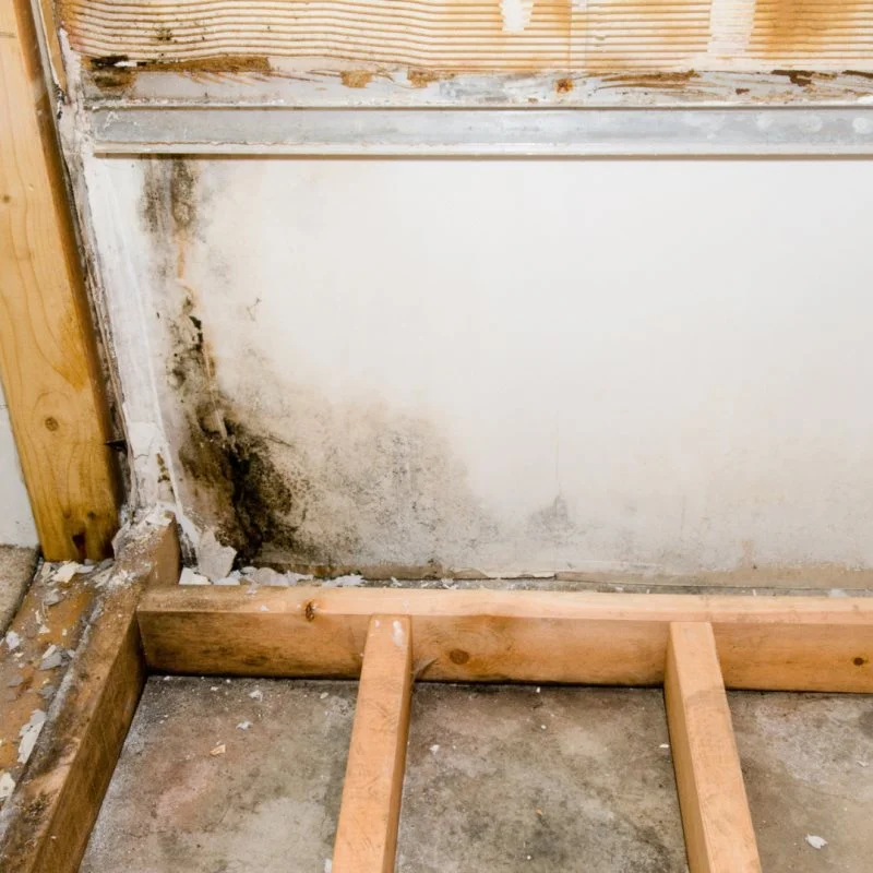the-difference-between-mildew-and-mold-how-to-identify-and-deal-with-both