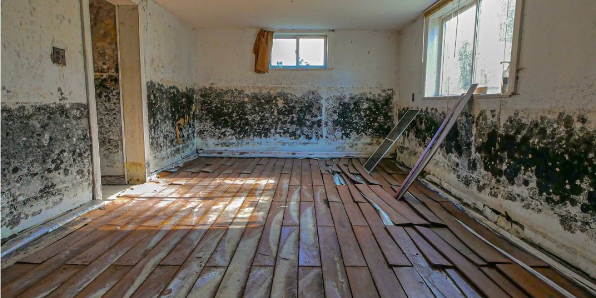 GreenShield Restoration project photo 7